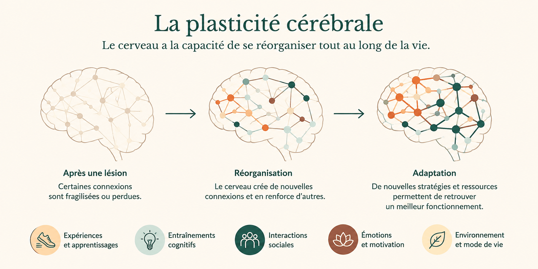 Illustration de la plasticité cérébrale